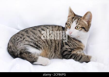 Kätzchen ist 4-5 Monate alt. Kätzchen liegt auf dem Bett und schaut weg. Gestromte Katze mit weißem Gesicht. Stockfoto