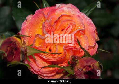 Schöne zweifarbige Rose wächst auf einer grünen Wiese. Natur leben. Sommermorgen. Stockfoto