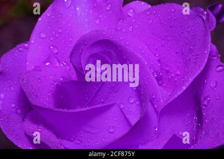Innenraum ultra violette Rose mit Tropfen von Sommerregen. Nahaufnahme. Natur leben. Stockfoto