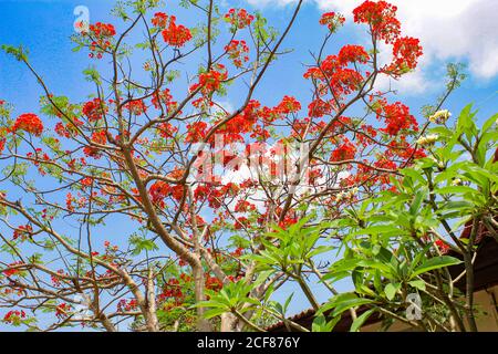 Rote Blume und blauer Himmel bacground Schönheit voller Blumen Hintergrund Bild Stockfoto