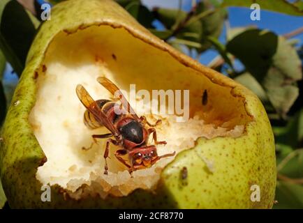 Europäische Hornisse (vespa Crabro), die sich von der reifen Birnenfrucht ernähren. Stockfoto