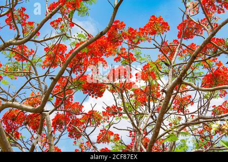 Rote Blume und blauer Himmel bacground Schönheit voller Blumen Hintergrund Bild Stockfoto