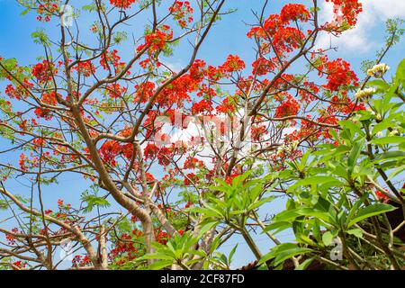 Rote Blume und blauer Himmel bacground Schönheit voller Blumen Hintergrund Bild Stockfoto