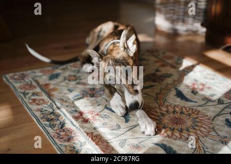 Niedlicher weißer und brauner spanischer Galgo-Hund auf dem Boden liegend In gemütlicher Wohnung und Blick auf die Kamera Stockfoto