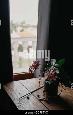 Rosa blühende Orchideenblume, die in kleinem Topf auf hölzernem wächst Tisch in der Nähe Fenster in modernen dunklen Wohnung Stockfoto
