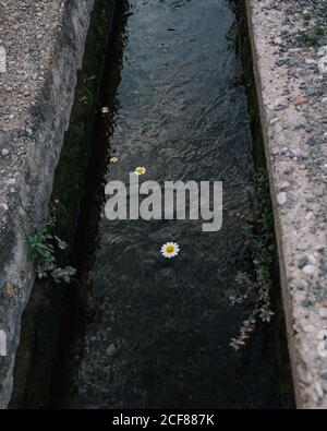 Von oben blühende Blumen mit weißen sanften Blütenblättern und Gelbe Mitte wächst auf Baumstamm in der Nähe schäbig und rostig Oberfläche im Sommer Stockfoto