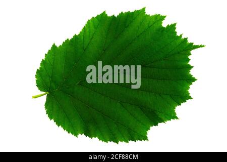 Ein grünes Blatt von Hasel isoliert auf dem weißen Hintergrund, Oberseite des Blattes Stockfoto
