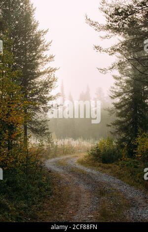 Schmaler gewundener Weg durch den Herbstwald an nebligen Tagen Auf dem Land in Finnland Stockfoto