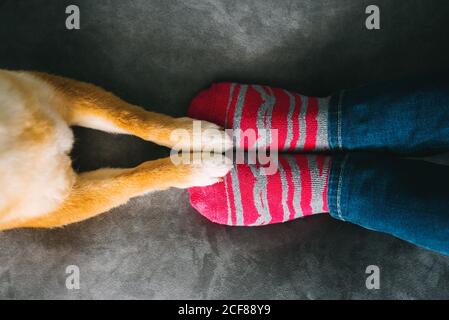 Von oben der nicht erkennbaren Hundebesitzerin in Jeans und Gestreifte Socken sitzen auf kuscheligem Plüsch-Sofa und süßem Shiba Inu Hund steht mit Vorderpfoten auf der Couch Stockfoto