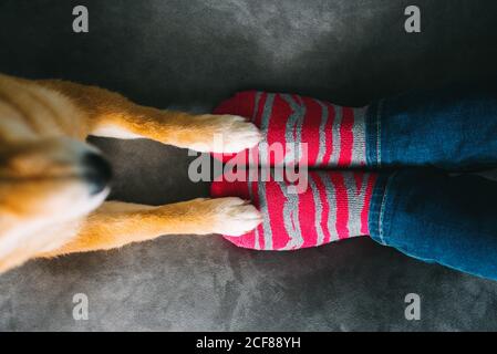 Von oben der nicht erkennbaren Hundebesitzerin in Jeans und Gestreifte Socken sitzen auf kuscheligem Plüsch-Sofa und süßem Shiba Inu Hund steht mit Vorderpfoten auf der Couch Stockfoto