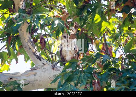 Scheune Owl ( Tyto alba ) thront bei Tageslicht auf einem Ast eines Platanenbaumes. Orange County, Kalifornien, USA Stockfoto