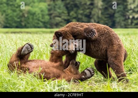 Nahaufnahme von Grizzly Bears, die im Khutzeymateen Grizzly Bear Sanctuary, Kanada, spielen Stockfoto