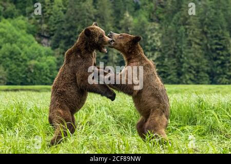 Nahaufnahme von Grizzly Bears, die im Khutzeymateen Grizzly Bear Sanctuary, Kanada, spielen Stockfoto