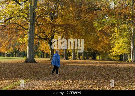 Eine ältere Frau, in einem blauen Mantel, geht auf einem Pfad durch Herbstbäume, Abington Park, Northampton, Großbritannien Stockfoto