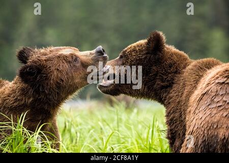 Nahaufnahme von Grizzly Bears, die im Khutzeymateen Grizzly Bear Sanctuary, Kanada, spielen Stockfoto