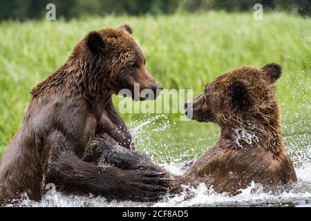 Grizzly Bears spielen zusammen im Wasser im Khutzeymateen Grizzly Bear Sanctuary, Kanada Stockfoto