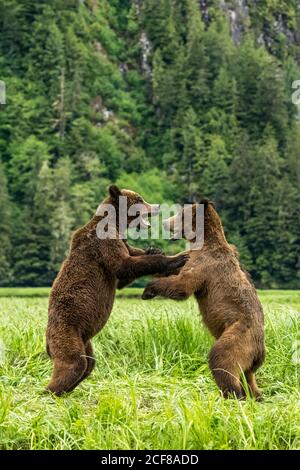 Vertikale Aufnahme von Grizzly Bears, die im Khutzeymateen Grizzly Bear Sanctuary, Kanada, spielen Stockfoto