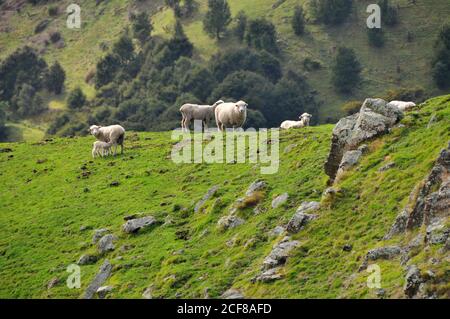 Marlborough NZ Landschaft, Lambing Saison Stockfoto