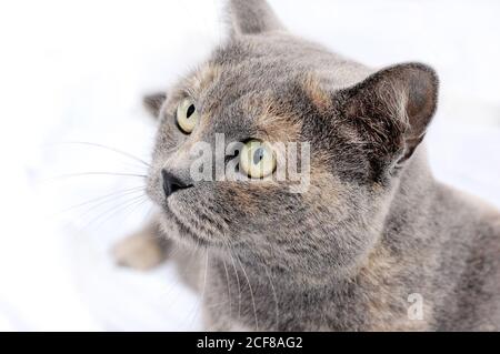 Porträt einer grauen Katze in einer Halbdrehung. Nahaufnahme. Mischung aus britischer Katze. Katze auf dem Bett sitzend und aufschauend. Stockfoto