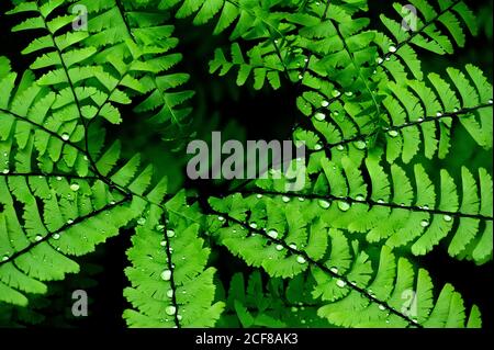 Nahaufnahme der Farnblätter der nördlichen Jungfernhaare im Carmanah Walbran Provincial Park, Kanada Stockfoto