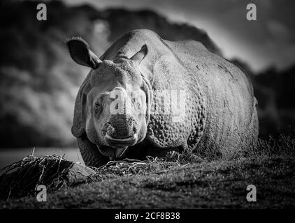 Vorderansicht Nahaufnahme eines einhörnigen indischen Nashuns (Rhinoceros unicornis) isoliert, West Midland Safari Park, Großbritannien. Schwarz-Weiß-Tierfotografie. Stockfoto