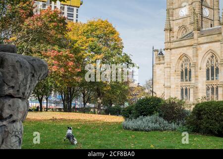Sheffield, Großbritannien – 14. Oktober 2017: An einem Herbsttag in der Bramall Lane spielt ein Hund auf dem Gelände der St. Mary’s Church Stockfoto