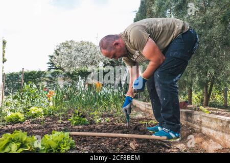 Mann in Handschuhen graben Erde mit kleinen Gartenschaufel beim Pflanzen Setzlinge im Garten im Frühling Tag Stockfoto