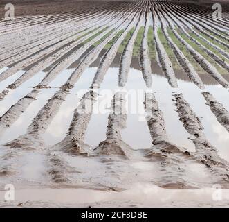 Überflutetes Kartoffelfeld im Frühjahr. Landwirtschaft Boden nach Regen unter Wasser. Stockfoto