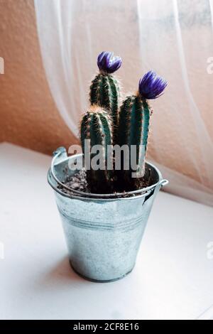 Von oben immergrüne stachelige Zimmerpflanze mit violetten Blüten eingetopft Kleiner Metalleimer auf weißem Tisch gegen weißen transparenten Vorhang In der Nähe des Fensters zu Hause Stockfoto