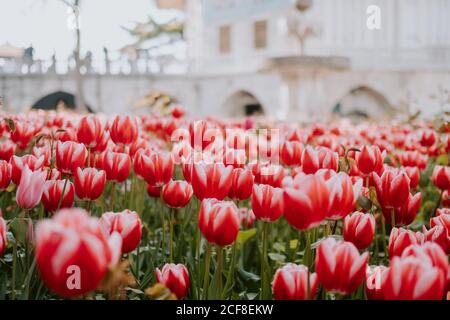 Wunderbare Landschaft von bunten großen Rasen von roten Tulpen wachsen Auf dem Blumenbeet der Stadt in Istanbul im heißen, sonnigen Sommer Tag Stockfoto
