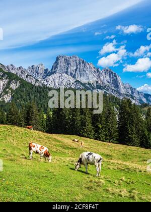 Blick auf die Litzlalm in den Alpen, Österreich. Stockfoto