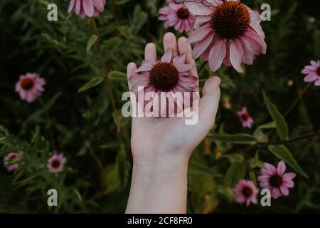 Von oben der Ernte Weibchen hält frische lila Koneflower während Ruhe im Garten im Sommer Tag Stockfoto