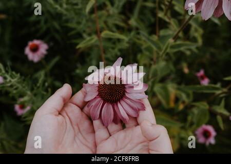 Von oben der Ernte Weibchen hält frische lila Koneflower während Ruhe im Garten im Sommer Tag Stockfoto