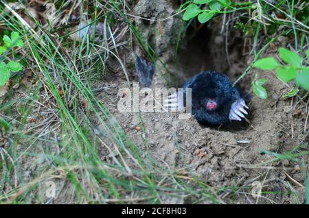 Maulwurf kriecht aus Maulwurfshügel über dem Boden, zeigt starke Vorderfüße verwendet für Graben läuft unter der Erde. Mole Trapping - Jungen Schädlingsbekämpfung. Untergro Stockfoto