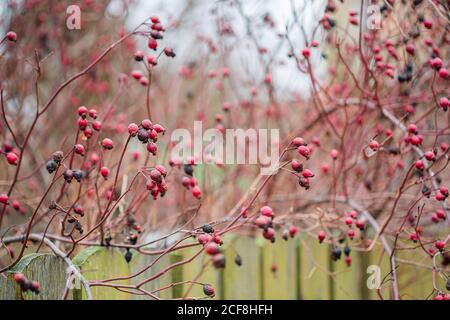 Rote Hagebuttenbeeren auf einem Busch aus nächster Nähe im Garten. Herbstlandschaften. Stockfoto