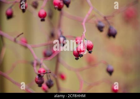 Rote Hagebuttenbeeren auf einem Busch aus nächster Nähe im Garten. Herbstlandschaften. Stockfoto