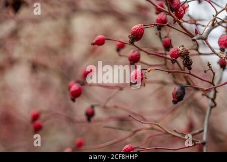 Rote Hagebuttenbeeren auf einem Busch aus nächster Nähe im Garten. Herbstlandschaften. Stockfoto