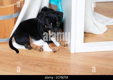 Niedlich zwei Monate alt Jack Russel Terrier Puppen schlafen. Kleine entzückende Doggys, die auf einer Decke ruhen. Nahaufnahme Stockfoto