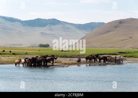 Pferde im Orchon-Tal in Kharkhorin (Karakorum), Mongolei. Es ist Teil des Weltkulturerbes der Kulturlandschaft des Orkhon-Tals. Stockfoto