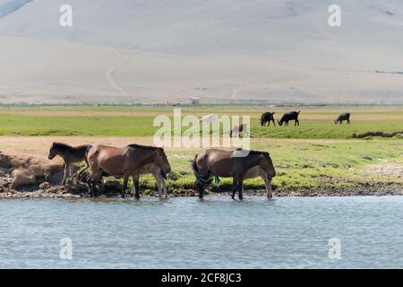 Pferde im Orchon-Tal in Kharkhorin (Karakorum), Mongolei. Es ist Teil des Weltkulturerbes der Kulturlandschaft des Orkhon-Tals. Stockfoto