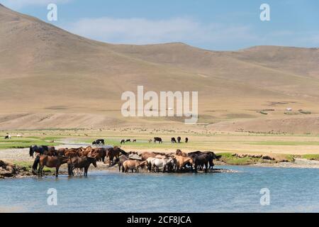 Pferde im Orchon-Tal in Kharkhorin (Karakorum), Mongolei. Es ist Teil des Weltkulturerbes der Kulturlandschaft des Orkhon-Tals. Stockfoto