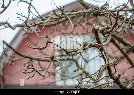 Äste auf Apfelbäumen schneiden. Im Winter einen Apfelbaum mit Gartenscheren beschneiden. Obst, schützend. Stockfoto