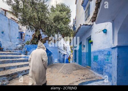 Olivenbaum in der berühmten blauen Stadt Chefchaouen, Marokko. Stockfoto