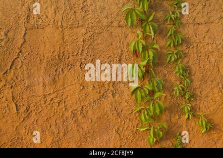 Grüne Blattpflanze über Grunge Wand Hintergrund. Platz für Text kopieren. Stockfoto