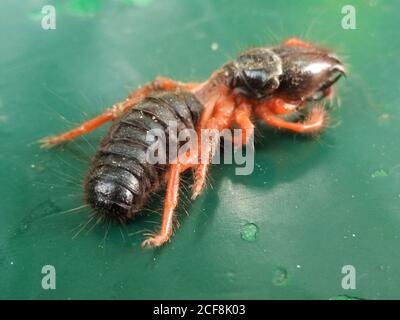 Ein Bild von schwarzer Ameise mit unscharfen Hintergrund Stockfoto