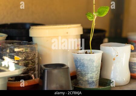 Plastikbecher und geschnittene Flaschen werden als Töpfe in einem hausgemachten Balkon-Garten verwendet. Frische Pflanzen und Gemüse werden von Hausfrauen angebaut Stockfoto