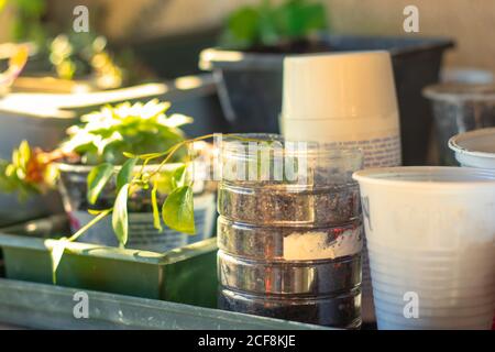 Plastikbecher und geschnittene Flaschen werden als Töpfe in einem hausgemachten Balkon-Garten verwendet. Frische Pflanzen und Gemüse werden von Hausfrauen angebaut Stockfoto