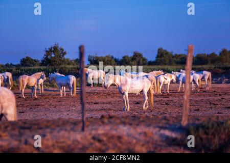 Herde der weißen Pferde in Camargue, Frankreich. Stockfoto