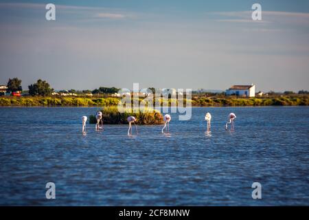 Schar von entzückenden rosa Flamingos in einem flachen See während des Sonnenuntergangs im Camargue Nationalpark. Rhone Delta, Provence, Frankreich. Stockfoto