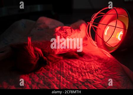 Von oben schlafender kleiner Hund mit Schlauch im Mund liegend Auf dem Tisch während eines medizinischen Eingriffs mit Infrarotlampe in Dunkler Operationssaal der modernen Tierarztklinik Stockfoto